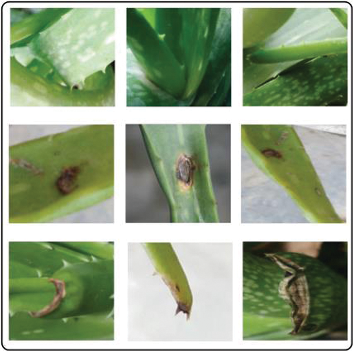 Severity Recognition of Aloe vera Diseases Using AI in Tensor Flow Domain