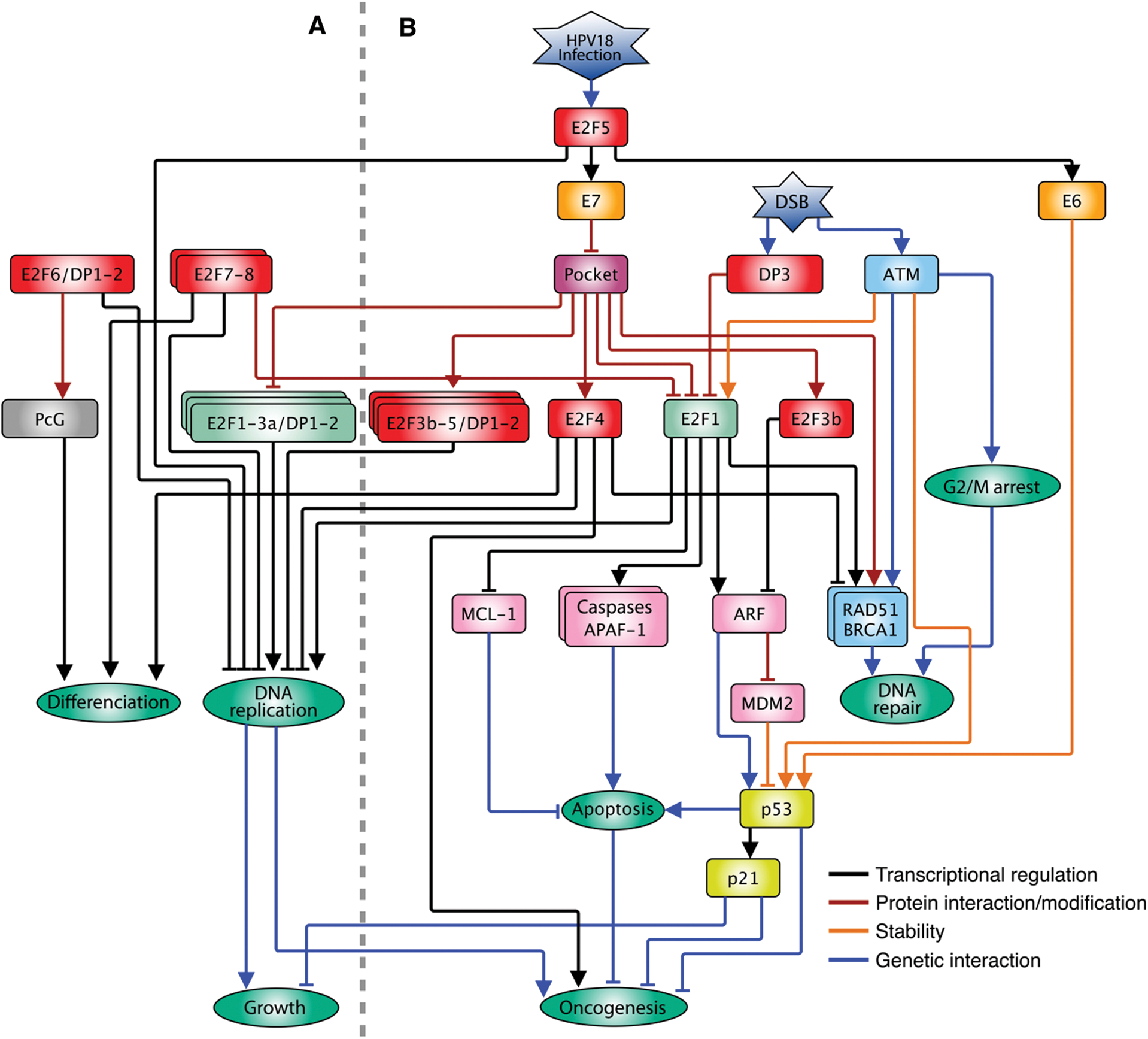 images phyton international journal of