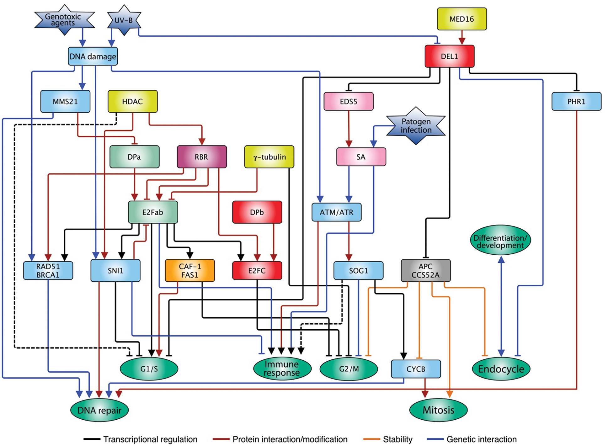 images phyton international journal of