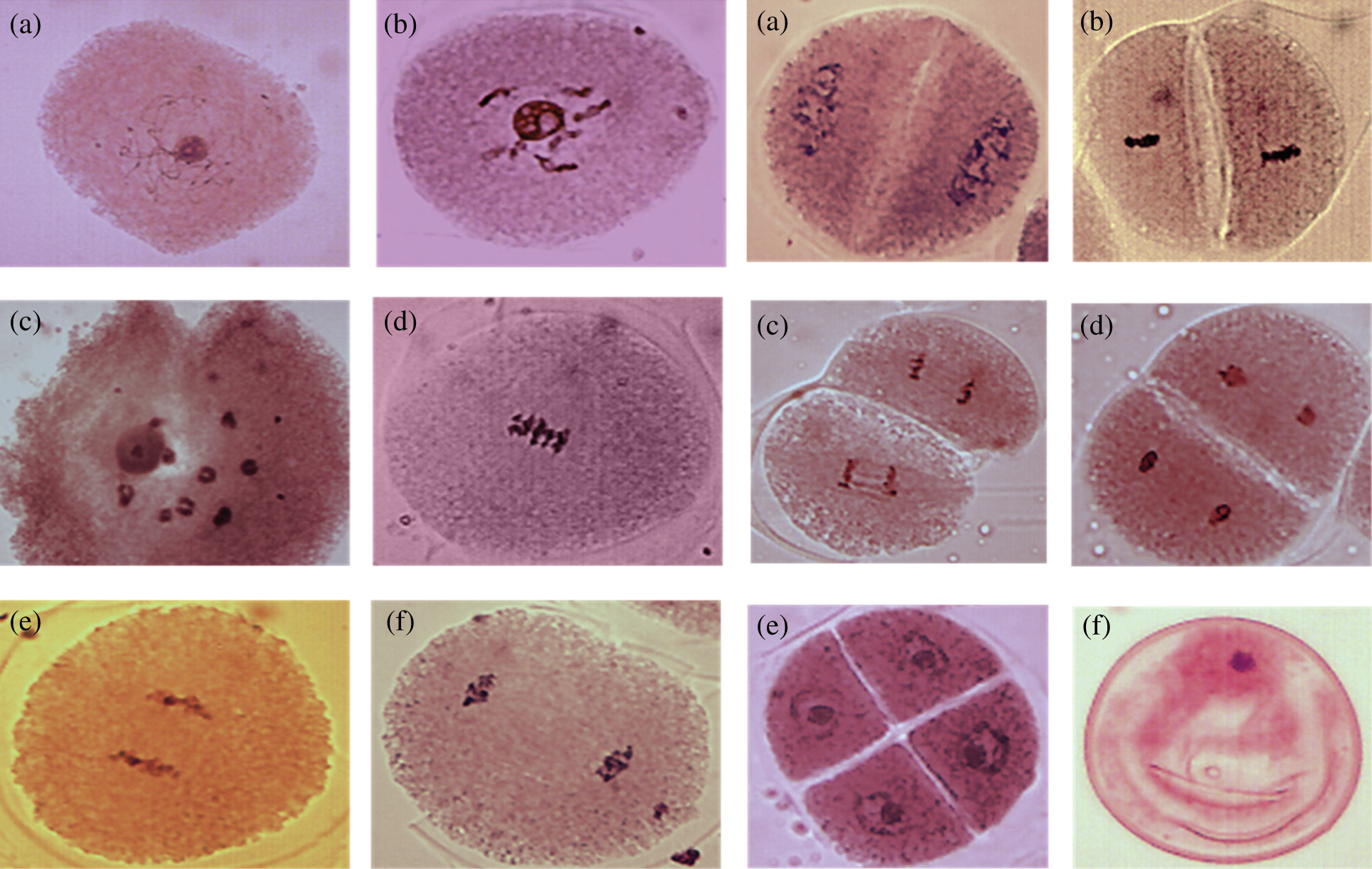 Cytogenetical Changes among Polyembryonic (PEm) and Non-PEm Maize Plants