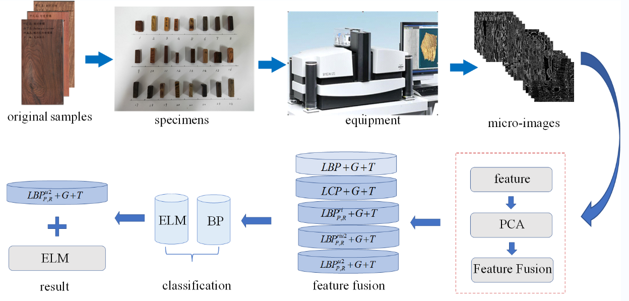 Research on Rosewood Micro Image Classification Method Based on Feature Fusion and ELM