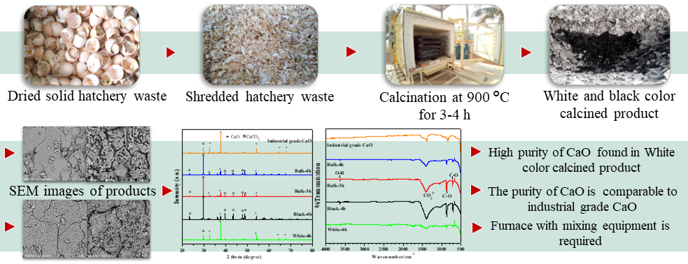 Production of Bio-Calcium Oxide Derived from Hatchery Eggshell Waste Using an Industrial-Scale Car Bottom Furnace