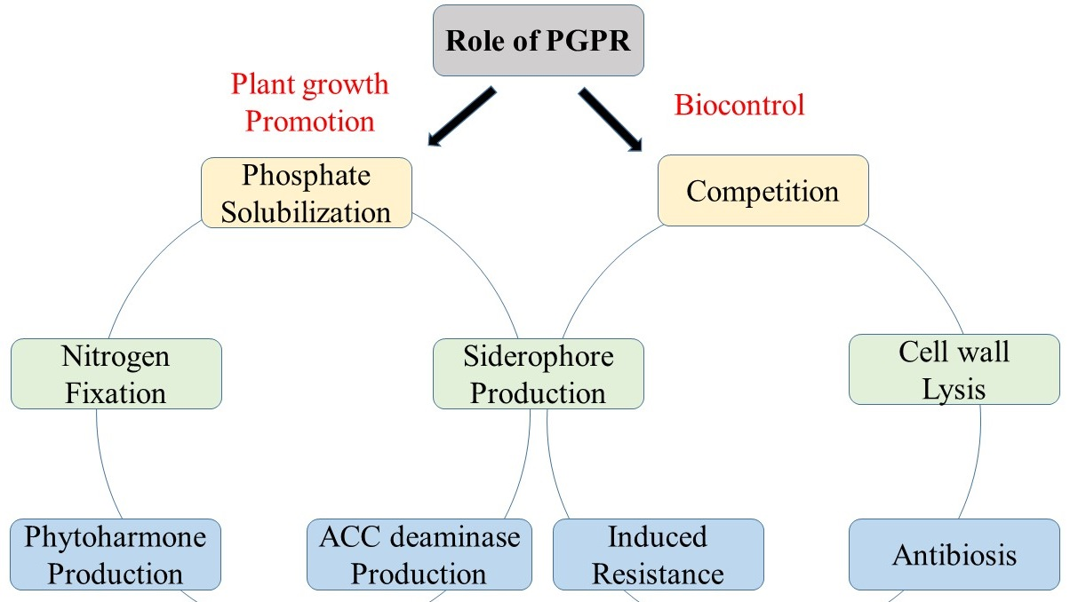 Antagonistic Potential of Bacterial Species against Fungal Plant Pathogens (FPP) and Their Role in Plant Growth Promotion (PGP): A Review