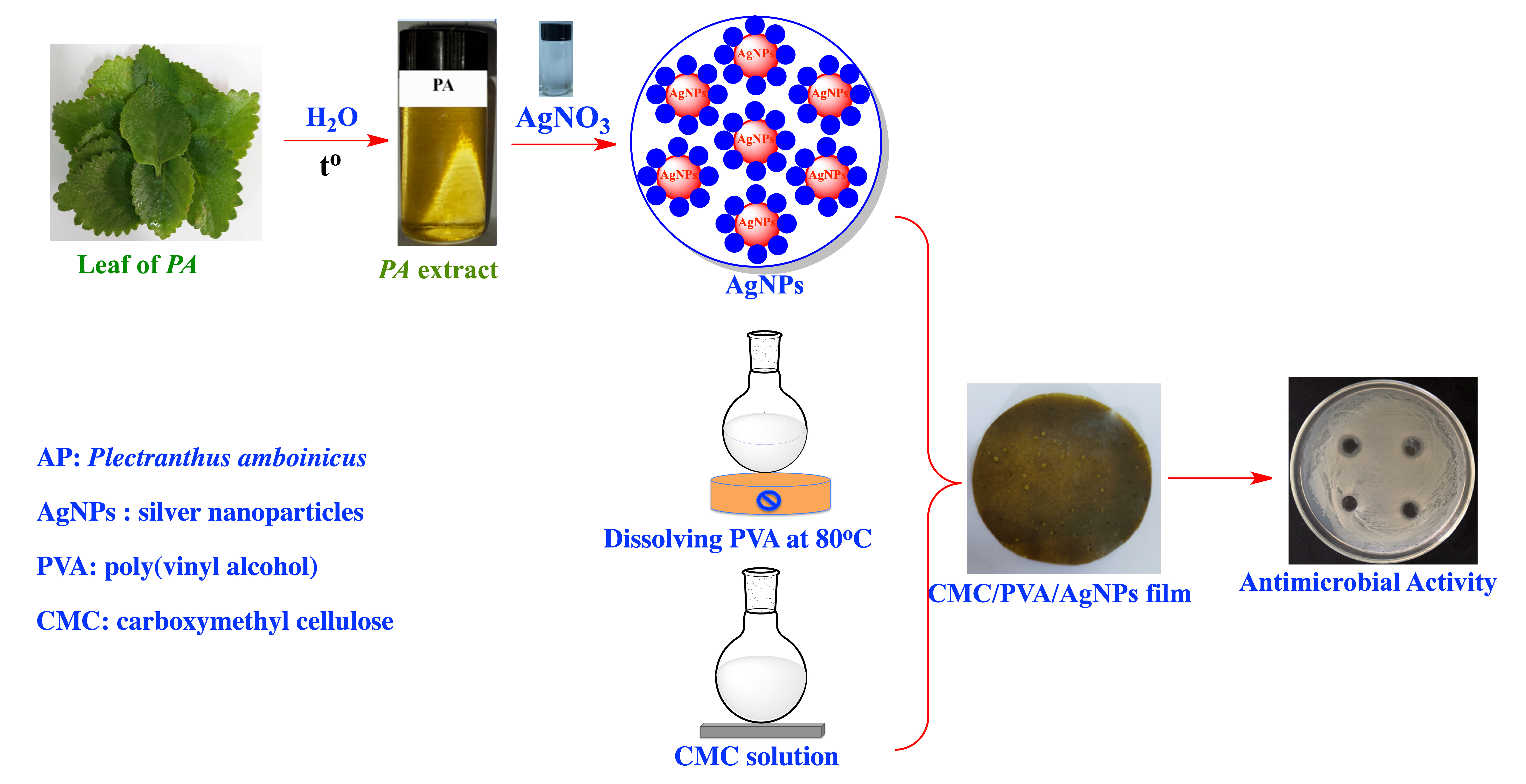 Green Synthesis of Silver Nanoparticles Using <i>Plectranthus Amboinicus</i> Leaf Extract for Preparation of CMC/PVA Nanocomposite Film