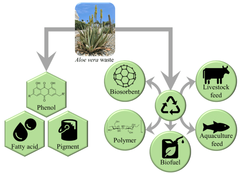 Valorization of <i>Aloe barbadensis</i> Miller. (<i>Aloe vera</i>) Processing Waste